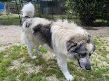 AUGUSTO, Hund, Kaukasischer Owtscharka-Maremmano Abruzzese-Mix in Italien - Bild 10