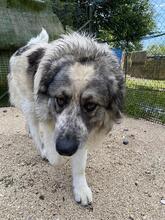 AUGUSTO, Hund, Kaukasischer Owtscharka-Maremmano Abruzzese-Mix in Italien - Bild 11