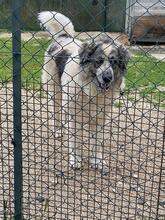 AUGUSTO, Hund, Kaukasischer Owtscharka-Maremmano Abruzzese-Mix in Italien - Bild 12