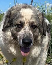 AUGUSTO, Hund, Kaukasischer Owtscharka-Maremmano Abruzzese-Mix in Italien - Bild 13