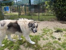 AUGUSTO, Hund, Kaukasischer Owtscharka-Maremmano Abruzzese-Mix in Italien - Bild 14