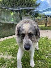 AUGUSTO, Hund, Kaukasischer Owtscharka-Maremmano Abruzzese-Mix in Italien - Bild 2