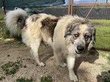 AUGUSTO, Hund, Kaukasischer Owtscharka-Maremmano Abruzzese-Mix in Italien - Bild 3