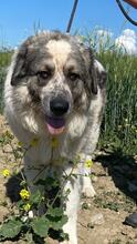 AUGUSTO, Hund, Kaukasischer Owtscharka-Maremmano Abruzzese-Mix in Italien - Bild 4