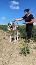 AUGUSTO, Hund, Kaukasischer Owtscharka-Maremmano Abruzzese-Mix in Italien - Bild 5