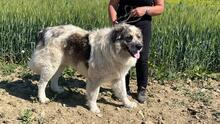 AUGUSTO, Hund, Kaukasischer Owtscharka-Maremmano Abruzzese-Mix in Italien - Bild 7