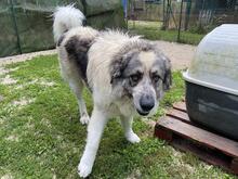 AUGUSTO, Hund, Kaukasischer Owtscharka-Maremmano Abruzzese-Mix in Italien - Bild 8