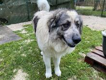 AUGUSTO, Hund, Kaukasischer Owtscharka-Maremmano Abruzzese-Mix in Italien - Bild 9