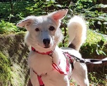 ROONA, Hund, Mischlingshund in Bad Liebenzell - Bild 1