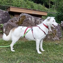 ROONA, Hund, Mischlingshund in Bad Liebenzell - Bild 2