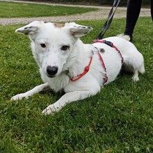 ROONA, Hund, Mischlingshund in Bad Liebenzell - Bild 3