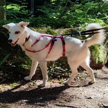 ROONA, Hund, Mischlingshund in Bad Liebenzell - Bild 4