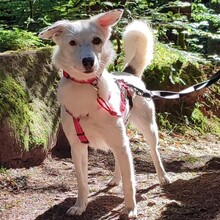 ROONA, Hund, Mischlingshund in Bad Liebenzell - Bild 5