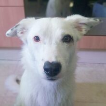 ROONA, Hund, Mischlingshund in Bad Liebenzell - Bild 6