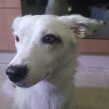 ROONA, Hund, Mischlingshund in Bad Liebenzell - Bild 7