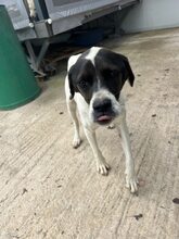 LOTTE, Hund, Pointer-Mix in Griechenland - Bild 1