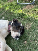 LOTTE, Hund, Pointer-Mix in Griechenland - Bild 2