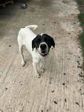 LOTTE, Hund, Pointer-Mix in Griechenland - Bild 3