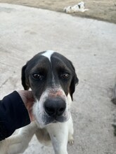 LOTTE, Hund, Pointer-Mix in Griechenland - Bild 4