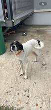LOTTE, Hund, Pointer-Mix in Griechenland - Bild 5
