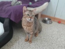 PURI, Katze, Europäisch Kurzhaar in Griechenland - Bild 1