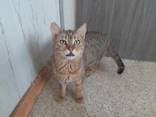 PURI, Katze, Europäisch Kurzhaar in Griechenland - Bild 2