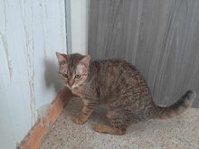 PURI, Katze, Europäisch Kurzhaar in Griechenland - Bild 3