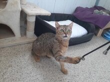 PURI, Katze, Europäisch Kurzhaar in Griechenland - Bild 4