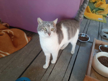 ROCK, Katze, Europäisch Kurzhaar in Griechenland - Bild 2