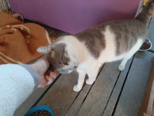ROCK, Katze, Europäisch Kurzhaar in Griechenland - Bild 3