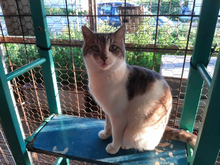 ROCK, Katze, Europäisch Kurzhaar in Griechenland - Bild 4