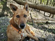 ROSCO, Hund, Mischlingshund in Kaiserslautern - Bild 1
