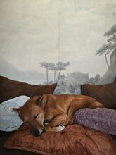 ROSCO, Hund, Mischlingshund in Kaiserslautern - Bild 3