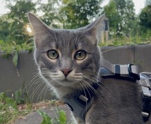 SAMIR, Katze, Europäisch Kurzhaar in Griechenland - Bild 1