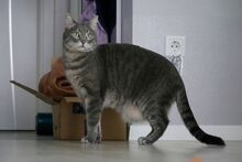 SAMIR, Katze, Europäisch Kurzhaar in Griechenland - Bild 2