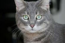 SAMIR, Katze, Europäisch Kurzhaar in Griechenland - Bild 3