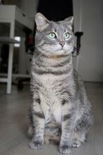 SAMIR, Katze, Europäisch Kurzhaar in Griechenland - Bild 4
