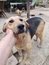 SMILEY, Hund, Mischlingshund in Ungarn - Bild 1