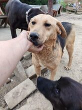 SMILEY, Hund, Mischlingshund in Ungarn - Bild 2