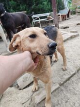 SMILEY, Hund, Mischlingshund in Ungarn - Bild 3