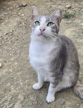 ASHER, Katze, Europäisch Kurzhaar in Zypern - Bild 1