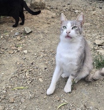 ASHER, Katze, Europäisch Kurzhaar in Zypern - Bild 2