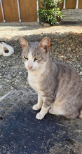 ASHER, Katze, Europäisch Kurzhaar in Zypern - Bild 3