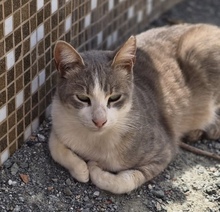 ASHER, Katze, Europäisch Kurzhaar in Zypern - Bild 4