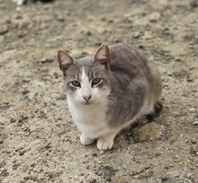 ASHER, Katze, Europäisch Kurzhaar in Zypern - Bild 5