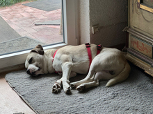 COCO-COCCO, Hund, Mischlingshund in Augsburg - Bild 2