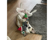 COCO-COCCO, Hund, Mischlingshund in Augsburg - Bild 3