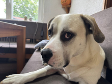 COCO-COCCO, Hund, Mischlingshund in Augsburg - Bild 4