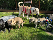 COCO-COCCO, Hund, Mischlingshund in Augsburg - Bild 6