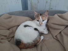 SOPHIE, Katze, Calico-Cat in Griechenland - Bild 1